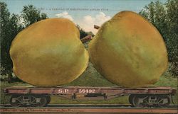 Carload of Bellflower Apples Postcard