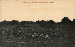 A Drove of Turkeys Cuero, TX Postcard Postcard Postcard