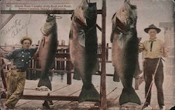 Black Bass Caught with Rod and Reel Santa Catalina Island, CA Postcard Postcard Postcard