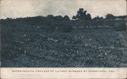 Experimental Grounds of Luther Burbank Postcard
