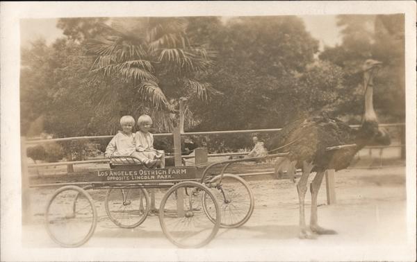 Los Angeles Ostrich Farm Children in Cart, 1926 California