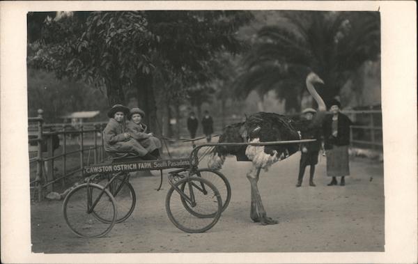 Kids riding in an ostritch drawn cart