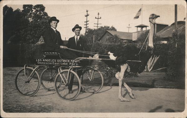 Los Angeles Ostrich Farm Cart California