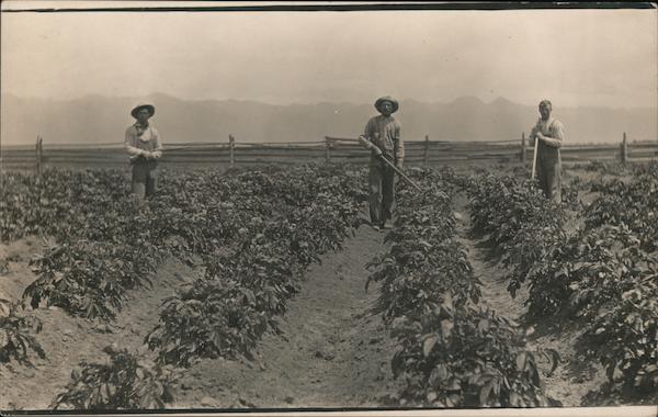 Farmers in potato field Colorado Occupational