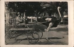 Cawston Ostrich Farm, Woman in Cart Postcard