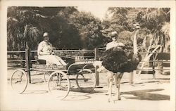 Los Angeles Ostrich Farm Woman in Cart Postcard