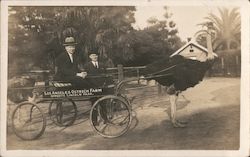 Los Angeles Ostrich Farm Postcard