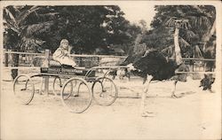 Girl riding in ostrich cart Postcard