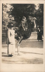 child riding ostrich Postcard