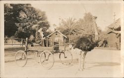 woman riding ostrich cart Postcard