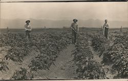 Farmers in potato field Postcard