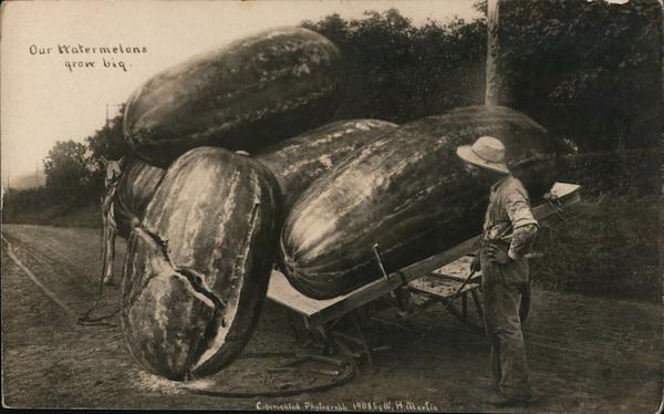 Our Watermelons Grow Big W. H. Martin Exaggeration