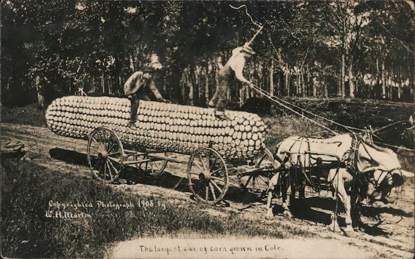 Largest Ear of Corn Grown in Colorado W. H. Martin
