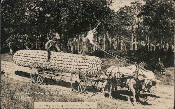 The Largest Ear of Corn Grown in Nebraska W.H. Martin
