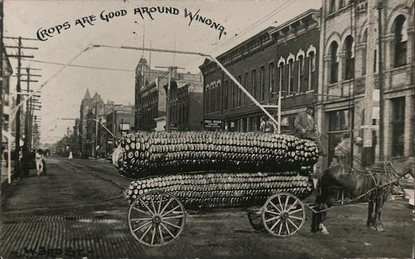 Crops are Good Around Winona, Giant Ears of Corn on Wagon Minnesota