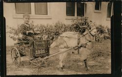 Boy Wearing Sailor Suit in a Goat Cart Postcard