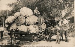 Iowa is the Place we Grow Large Cabbage, Horse-Drawn Cart Exaggeration W. H. Martin Postcard Postcard Postcard