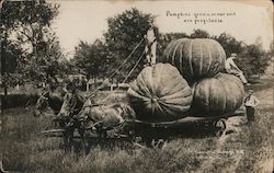 Pumpins grown on our soil are profitable Postcard