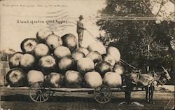 A Load of Extra Good Apples Exaggeration W. H. Martin Postcard Postcard Postcard