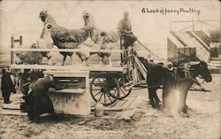 A Load of Fancy Poultry, Giant Chickens on a Horse-Drawn Cart Postcard