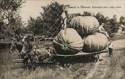 Pumpkins Raised in Missouri, Between Two Corn Rows Postcard