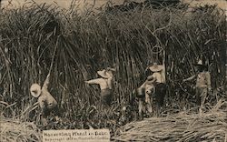 Harvesting Wheat in Nebraska Postcard