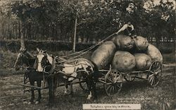 Potatoes grow big in Wash. Washington Exaggeration W. H. Martin Postcard Postcard Postcard