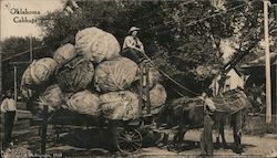 Oklahoma Cabbage Exaggeration W. H. Martin Postcard Postcard Postcard