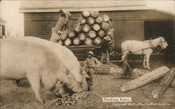 Feeding Time, Pigs with Corn Postcard