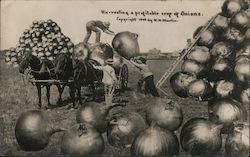 Harvesting a profitable crop of Onions. Exaggeration W. H. Martin Postcard Postcard Postcard
