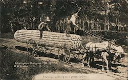 Largest Ear of Corn Grown in Colorado Postcard