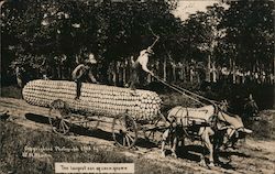 The largest Ear of Corn Grown Postcard