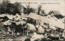 A Pumkin of Powerful growth. Postcard