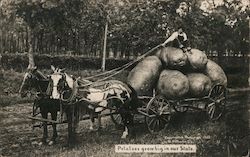 Potatoes Grow Big in Our State Kansas Exaggeration W. H. Martin Postcard Postcard Postcard