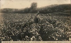 Field of Potatoes in Bloom, Riverside Farm Postcard