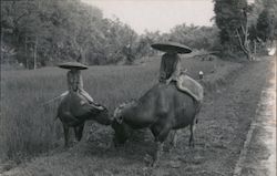 Farmers with Water Buffalo Postcard