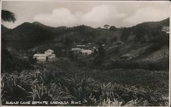 Sugar Cane Estate Postcard