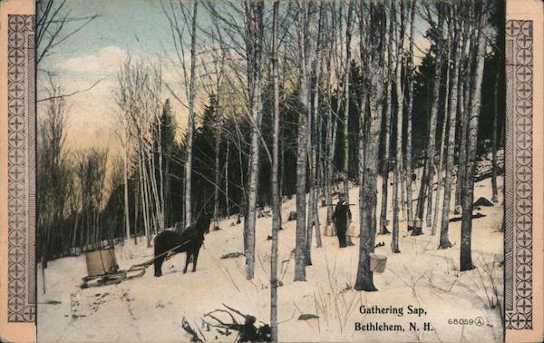Gathering Sap Bethlehem New Hampshire