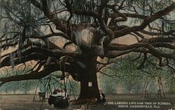 Largest Live Oak Tree in Florida Postcard