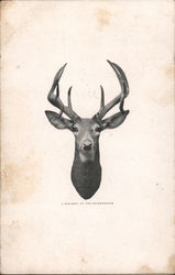 A Resident of the Adirondacks: Deer Head Postcard