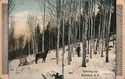 Gathering Sap Postcard