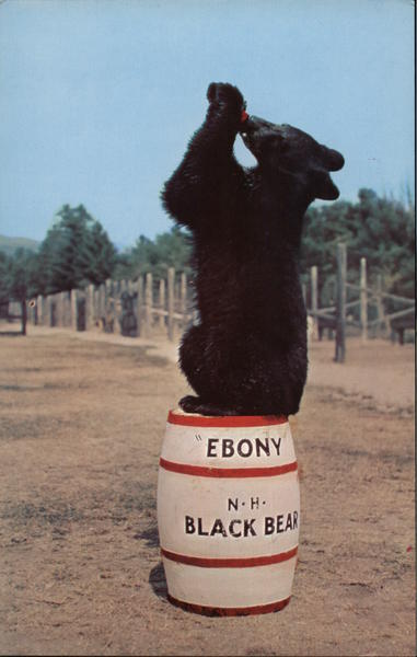 Clark's Trading Post, Home of Trained Black Bears North Woodstock New Hampshire