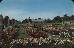 Jackson and Perkins Rose Garden Postcard