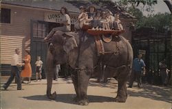 Benson Wild Animal Farm Elephant Ride Postcard