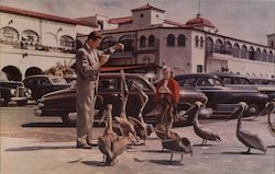 Tourist Feeding Pelicans on Million Dollar Pier Postcard