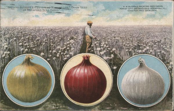 Onions - Buckbee's Full of Life Seeds Advertising
