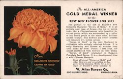 New! Collarette Marigold Crown of Gold Postcard