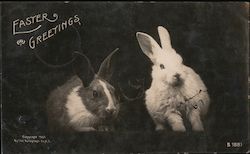 Easter Greetings - Photo of Two Rabbits Postcard