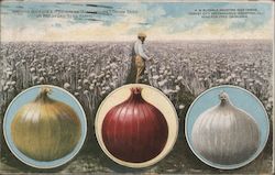 Onions - Buckbee's Full of Life Seeds Postcard