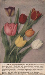 Tulips, Henry Field Seed Company Shenandoah, IA Advertising Postcard Postcard Postcard